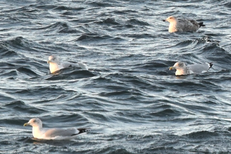 Goéland argenté - ML401245001