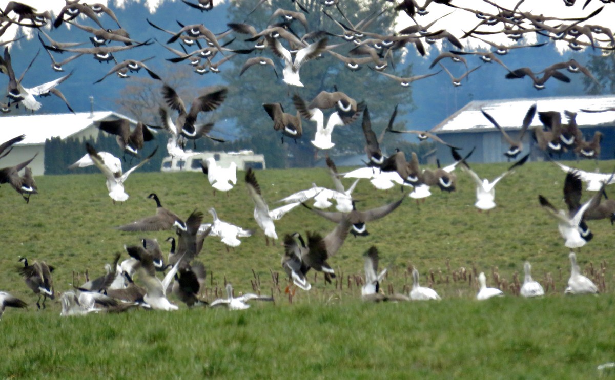 Snow Goose - ML401245831