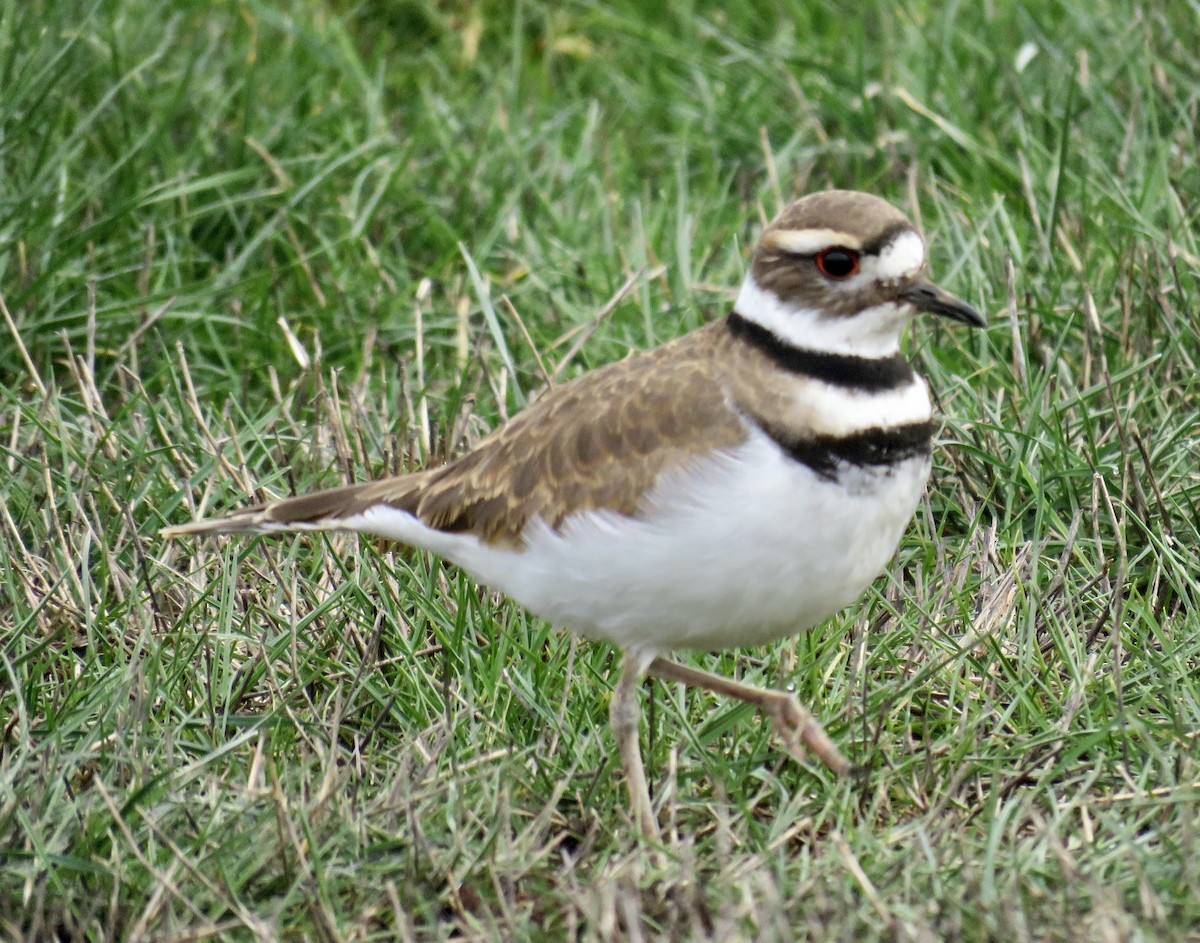 Killdeer - ML401245891