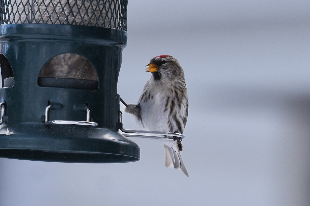 Common Redpoll - ML401245921