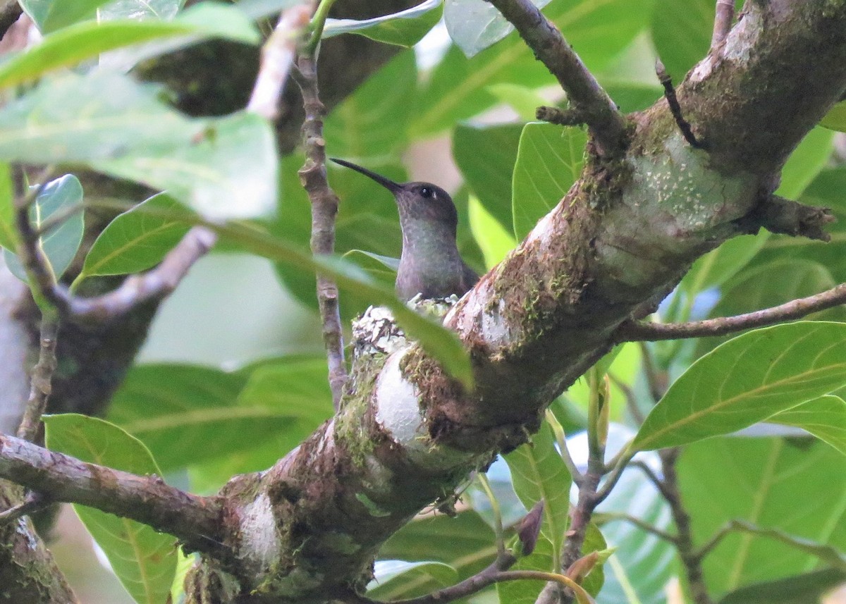 Sombre Hummingbird - José Antonio Vicente Filho