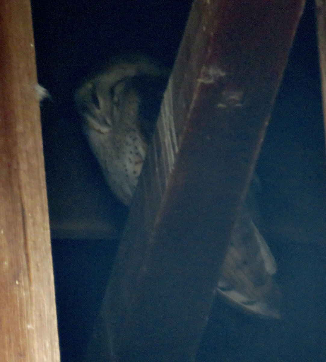 American Barn Owl - ML401246871