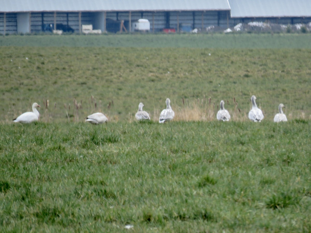 Snow Goose - ML401247281