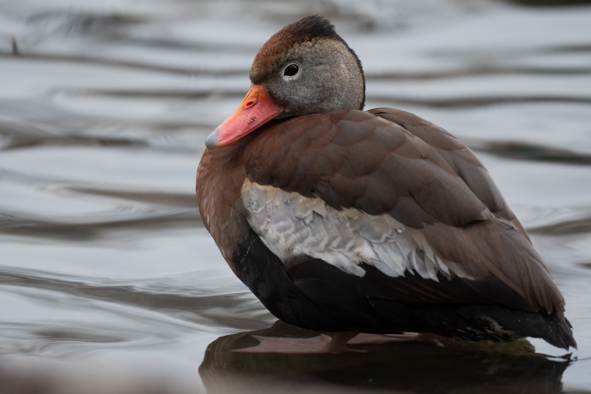 Black-bellied Whistling-Duck - Ben  Lucking