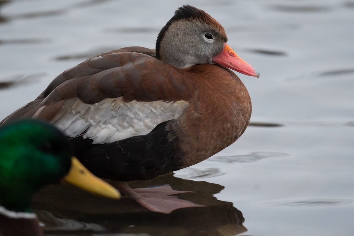 Black-bellied Whistling-Duck - Ben  Lucking