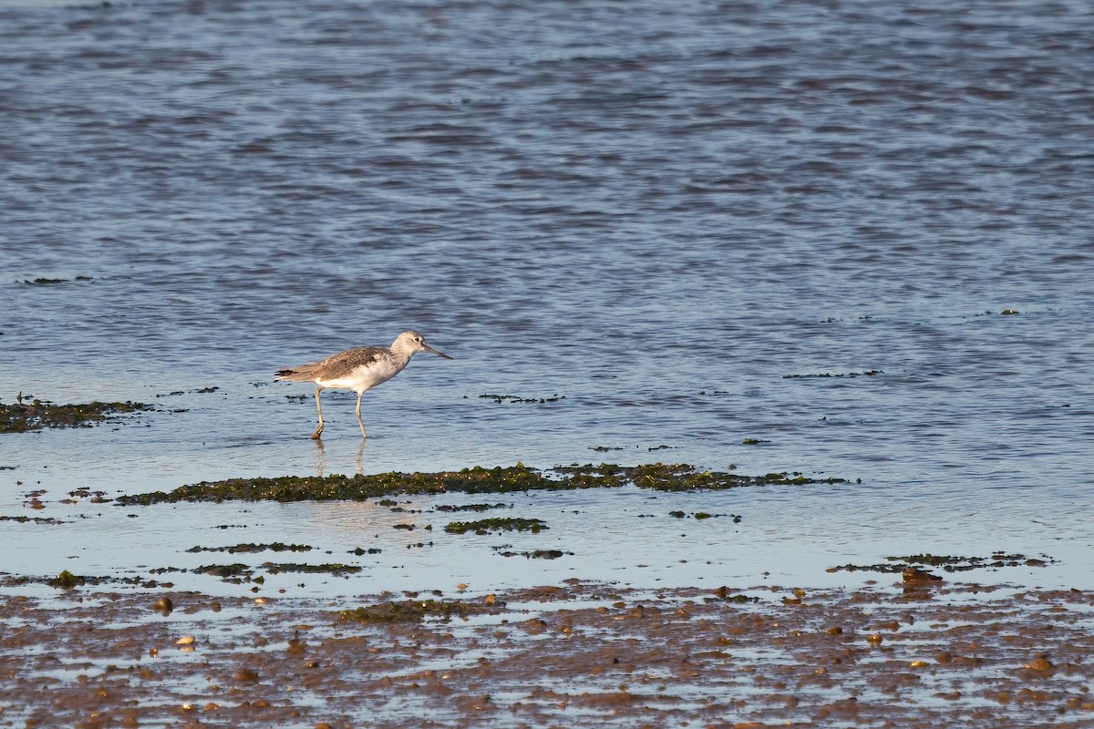 Common Greenshank - ML401248041