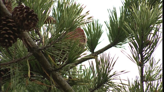 Red Crossbill - ML401250