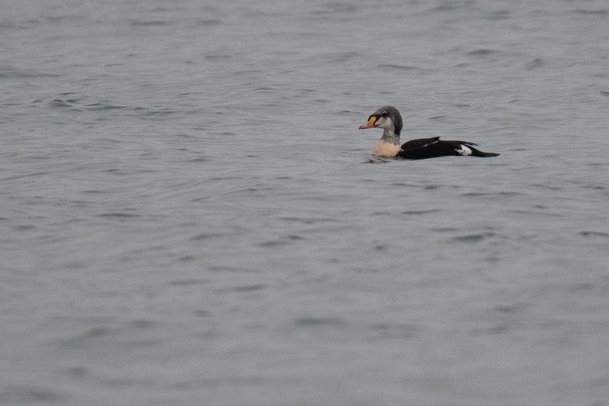 King Eider - Ben  Lucking