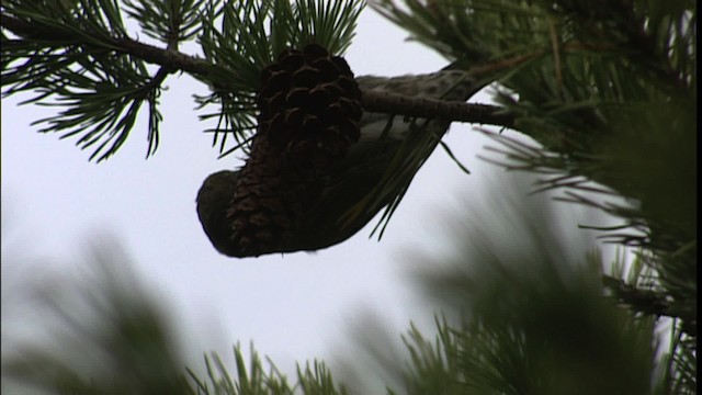 Red Crossbill - ML401251