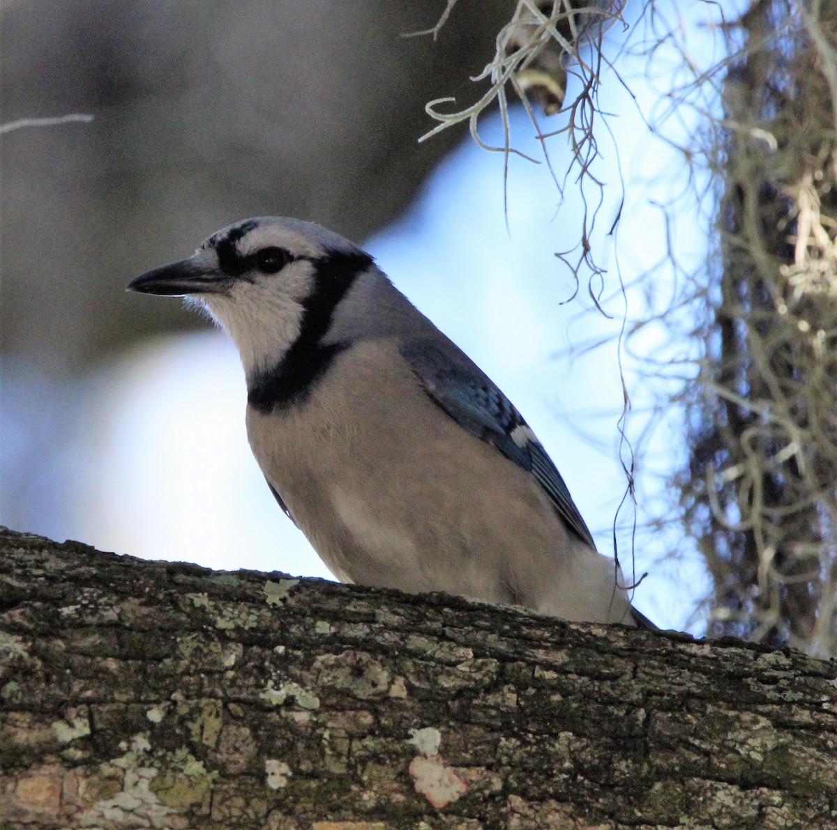 Blue Jay - ML401251381