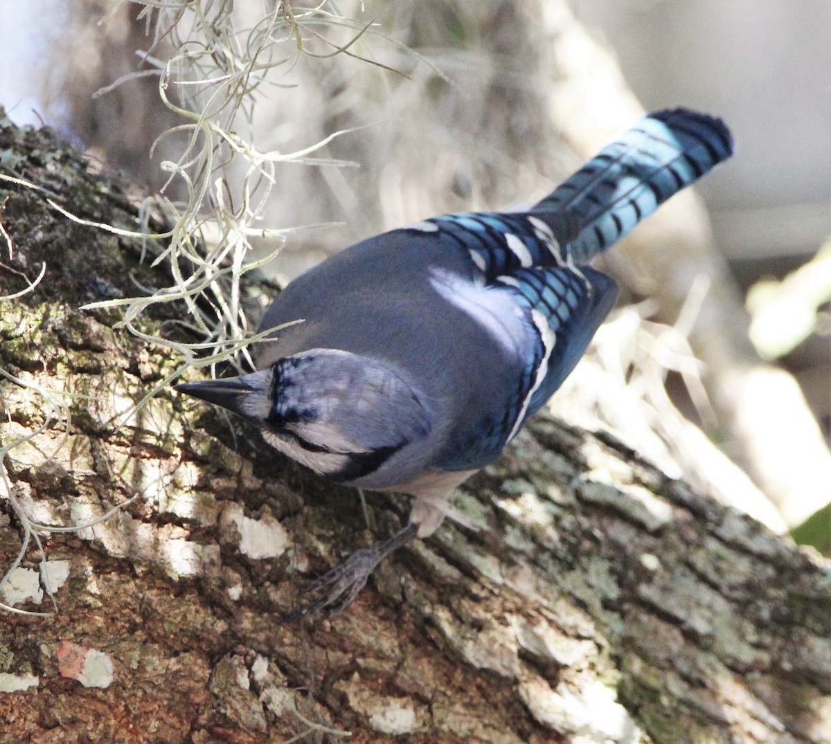 Blue Jay - Glenn Blaser