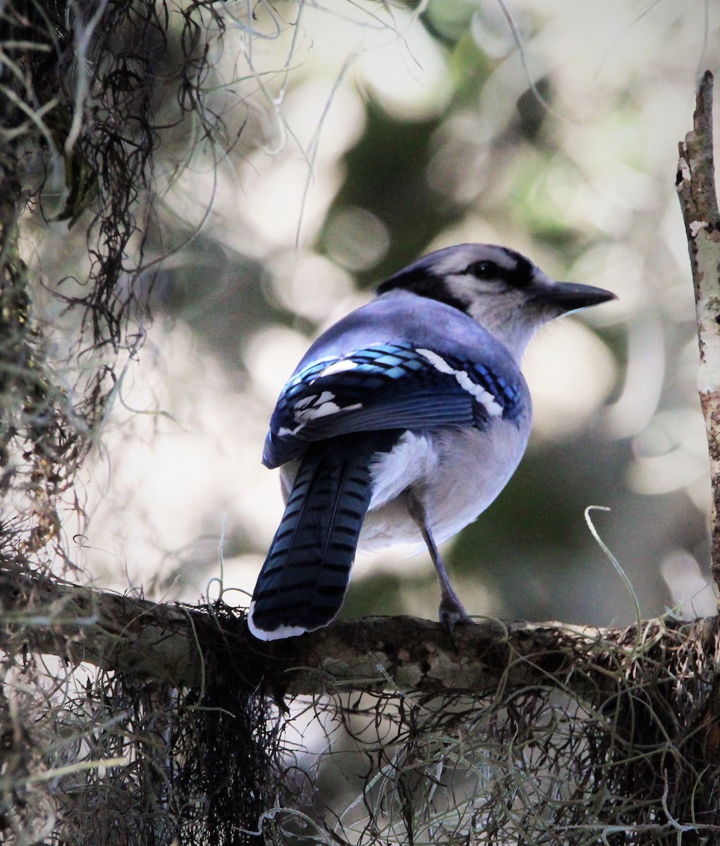 Blue Jay - Glenn Blaser