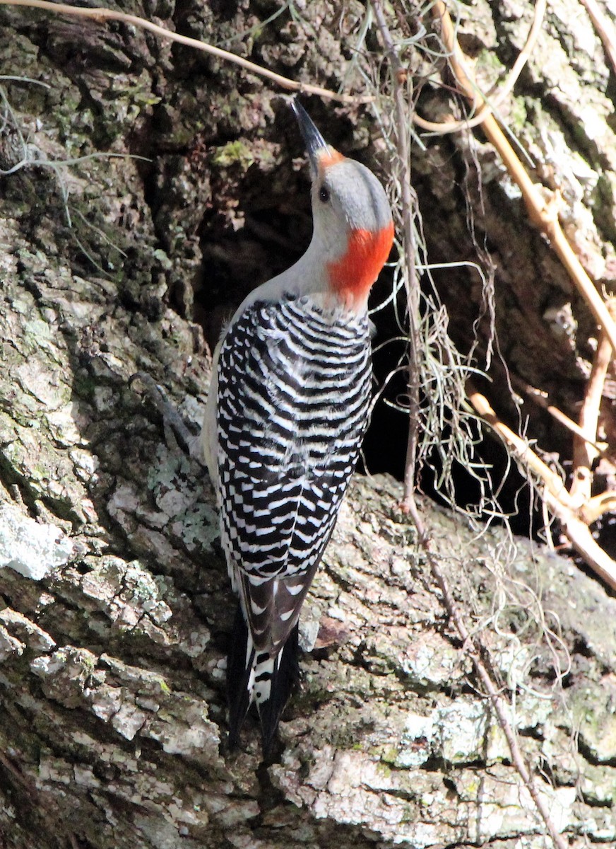 Red-bellied Woodpecker - ML401251601