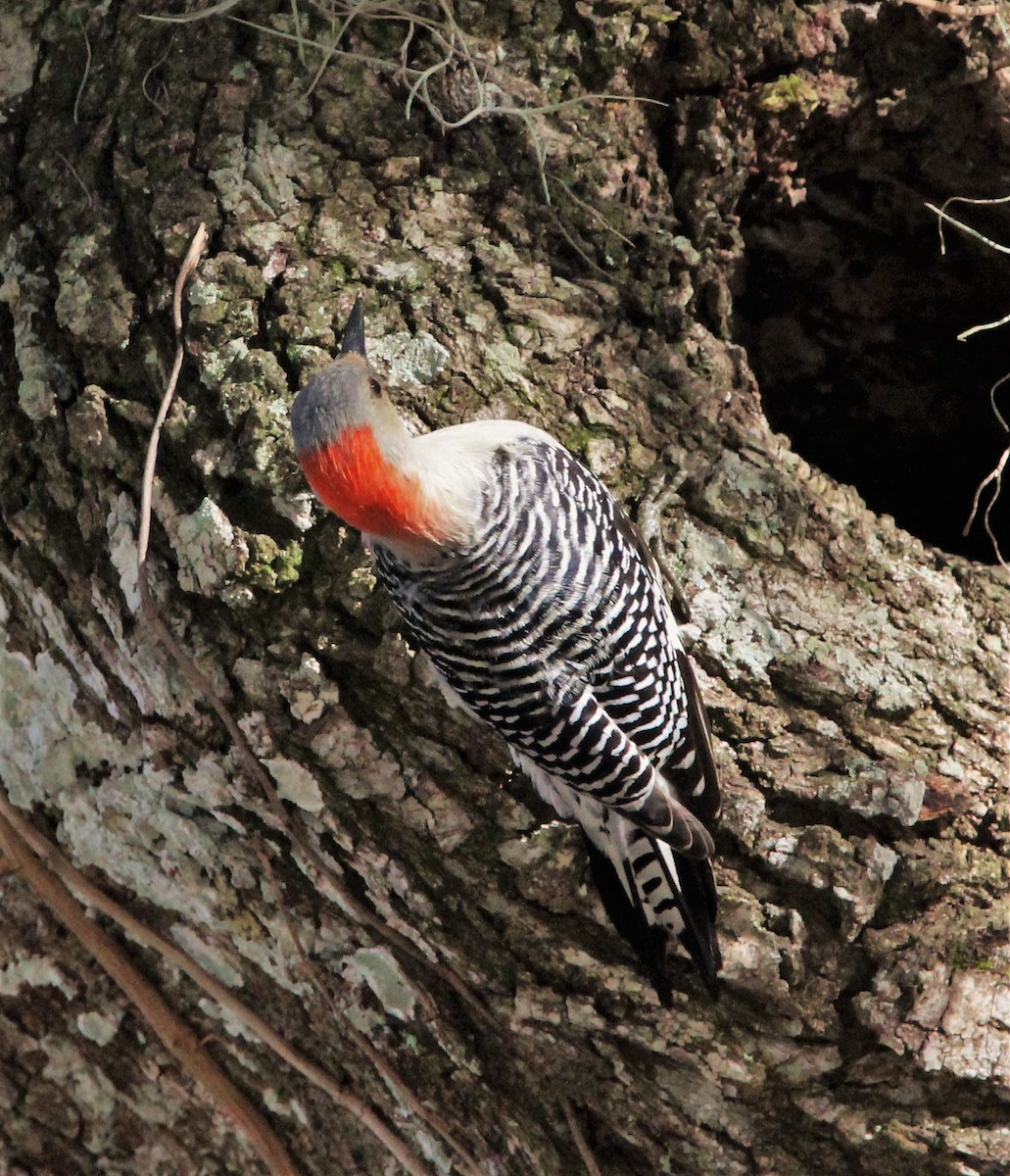 Red-bellied Woodpecker - ML401251621