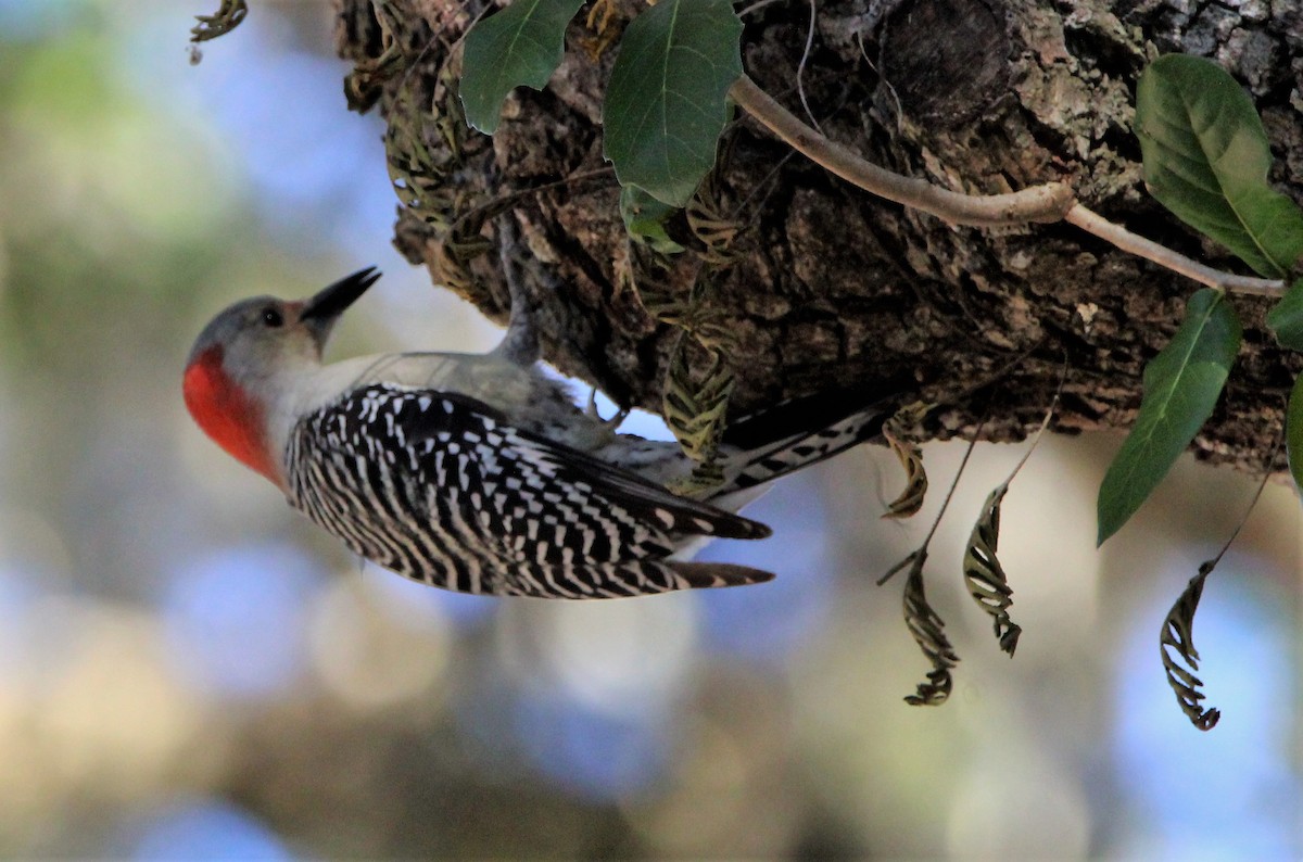 Red-bellied Woodpecker - ML401251631