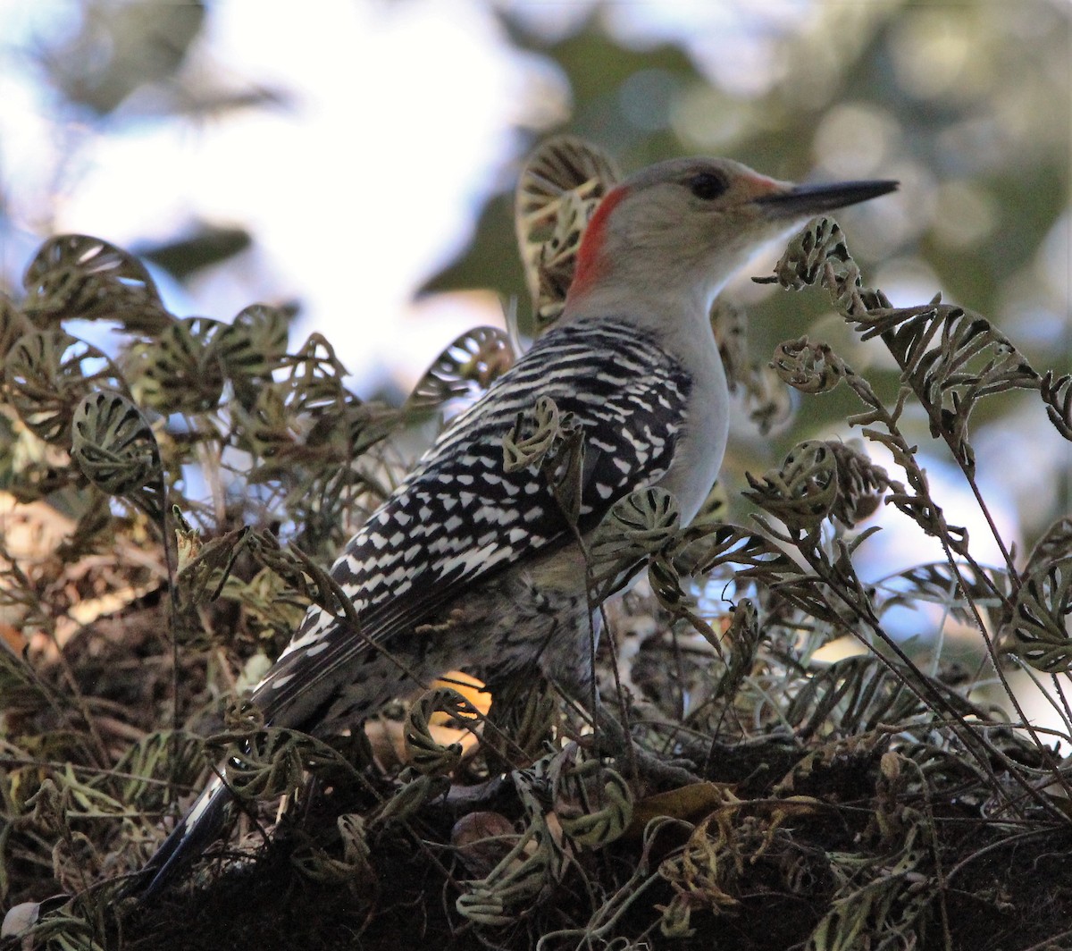 Red-bellied Woodpecker - ML401251641