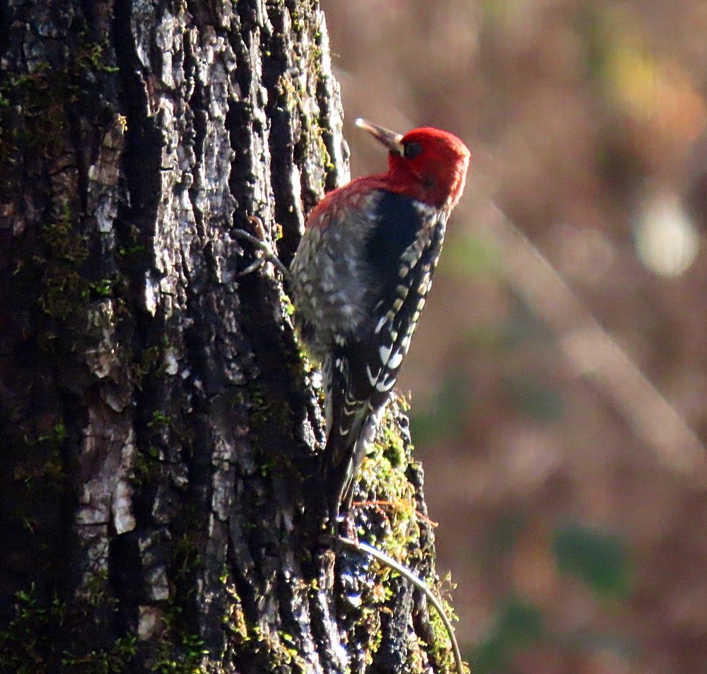 Red-breasted Sapsucker - ML401252101