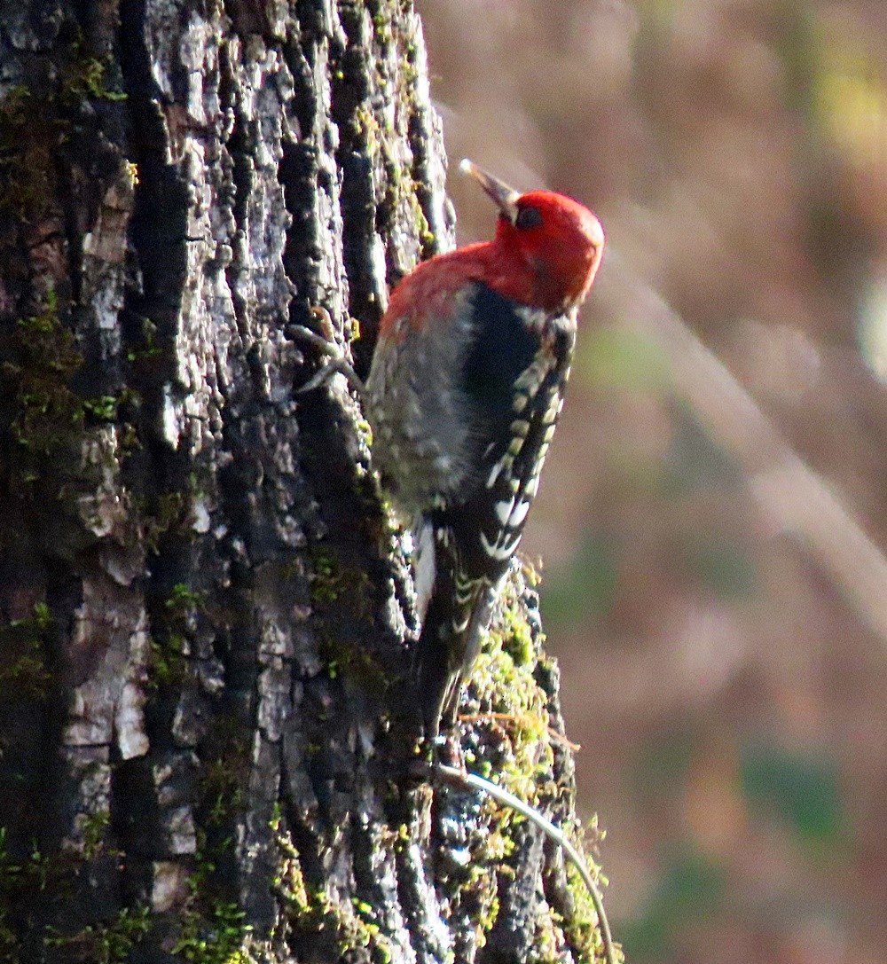 Red-breasted Sapsucker - ML401252121