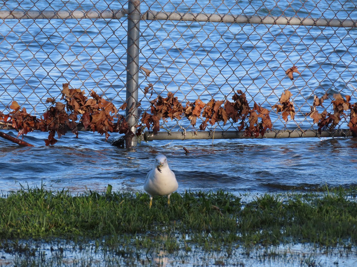 Ring-billed Gull - ML401252801