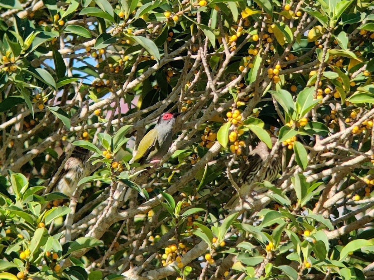 Australasian Figbird - ML401253221