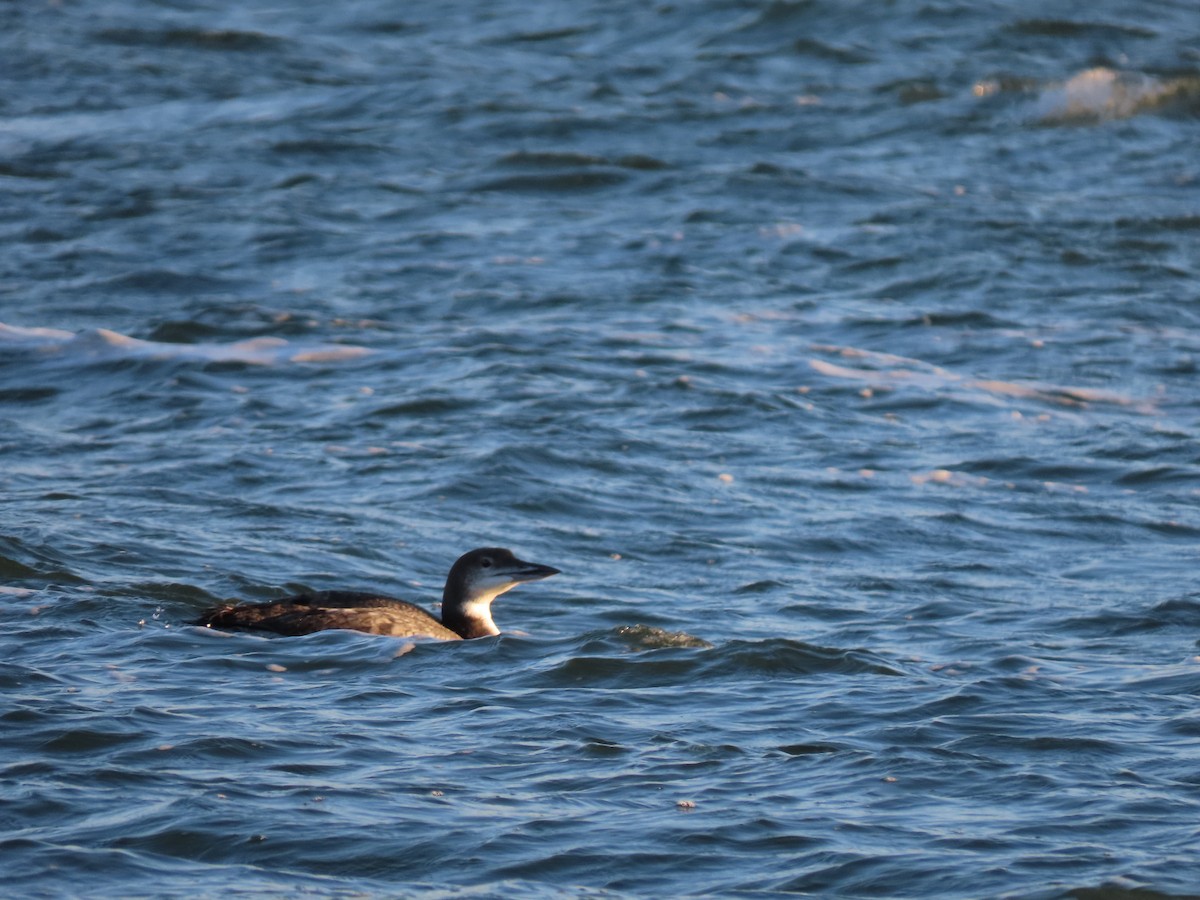 Common Loon - ML401253321