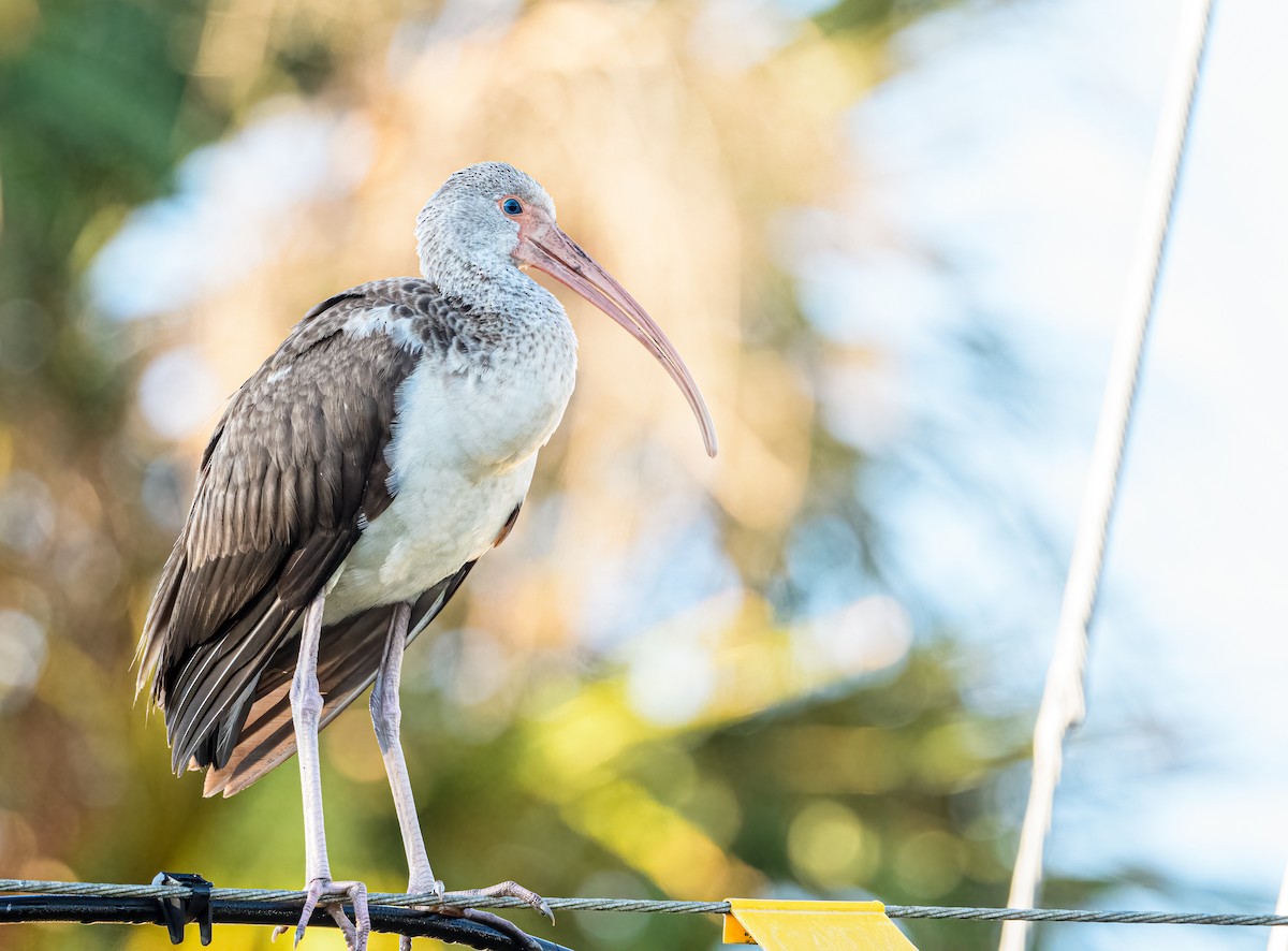 White Ibis - Cynthia Carlson