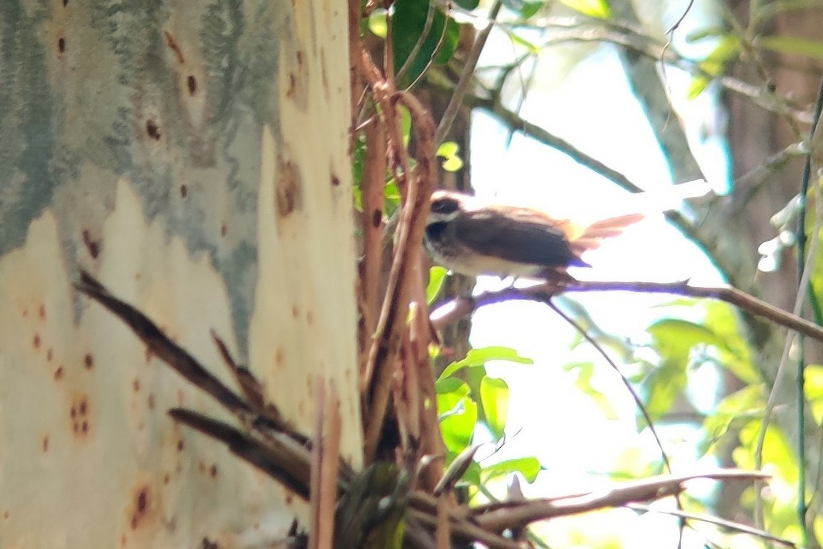 Australian Rufous Fantail - ML401253851