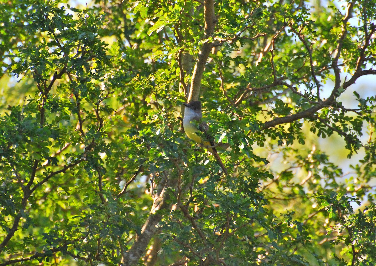 Dusky-capped Flycatcher - ML40125411