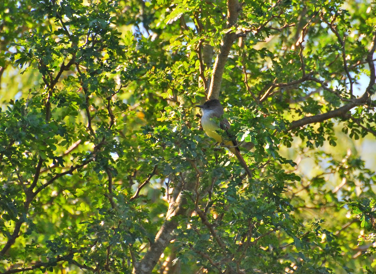 Dusky-capped Flycatcher - ML40125431
