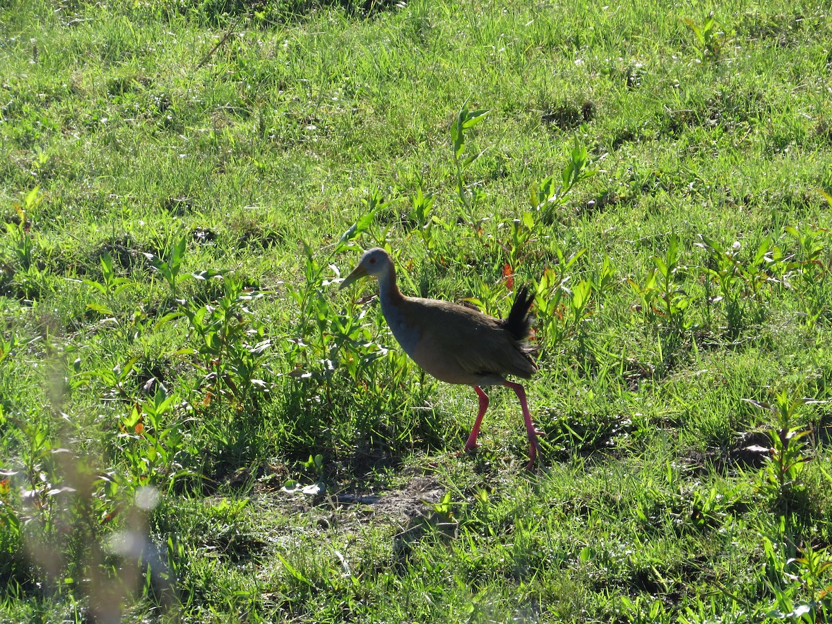 Giant Wood-Rail - ML40125511