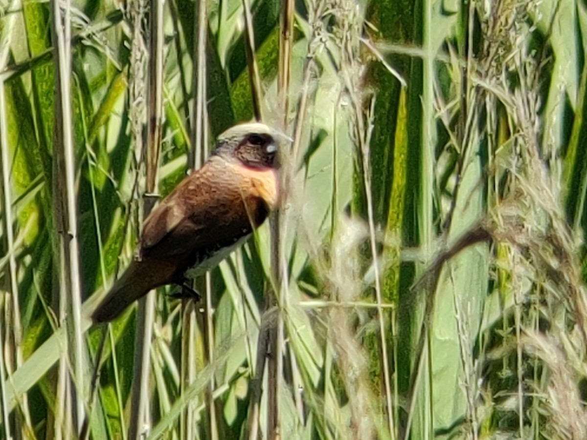 Chestnut-breasted Munia - ML401255171