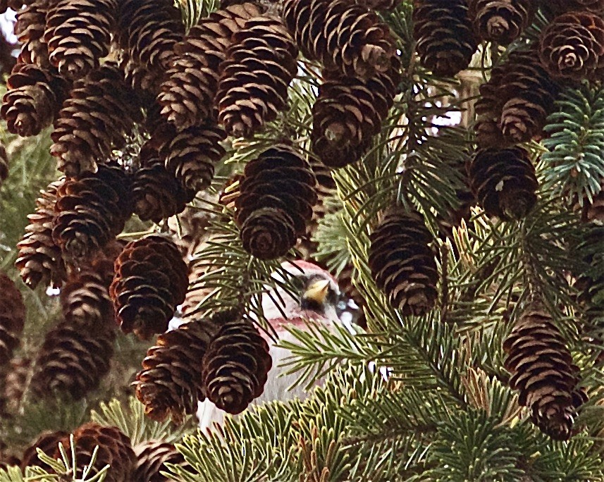 Common/Hoary Redpoll - ML401257111