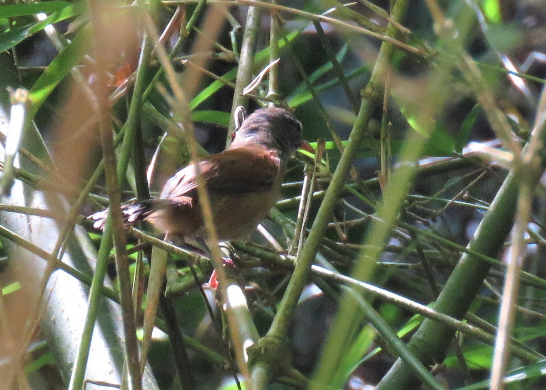 Moustached Wren - ML401258961