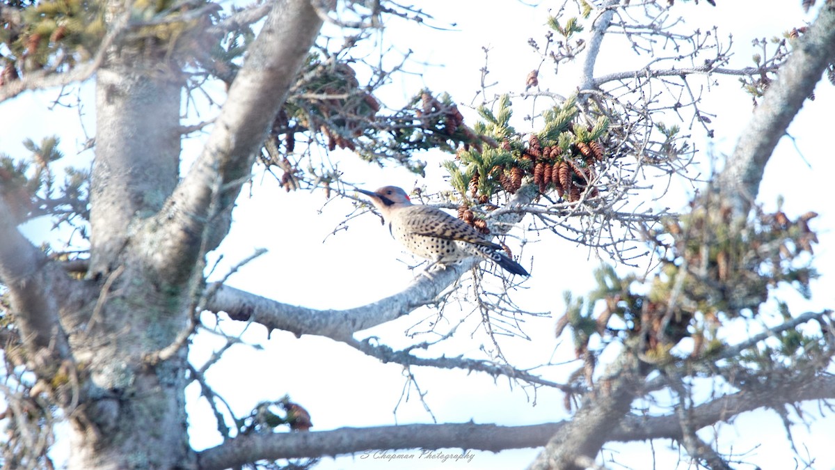 Northern Flicker - ML401259571