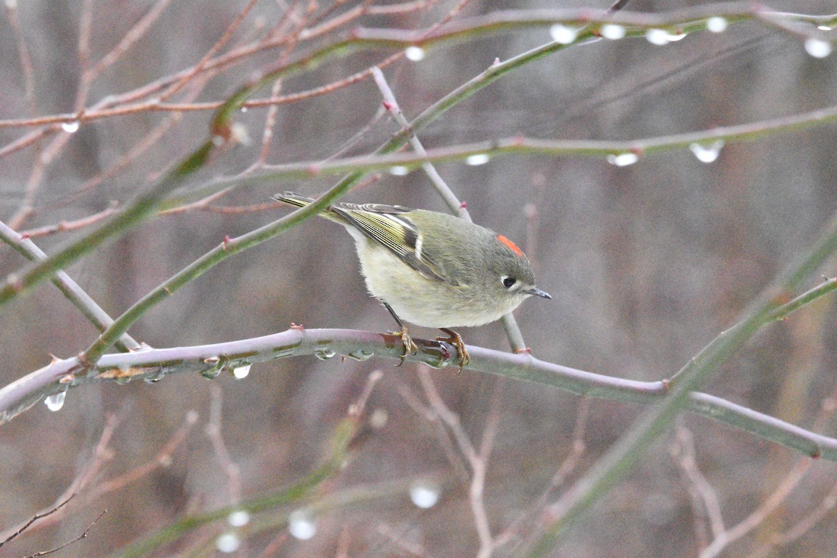 Roitelet à couronne rubis - ML401261241