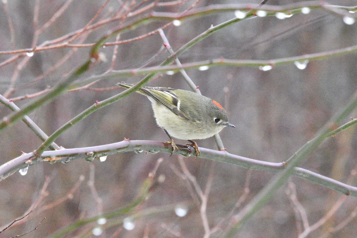 Ruby-crowned Kinglet - ML401261241