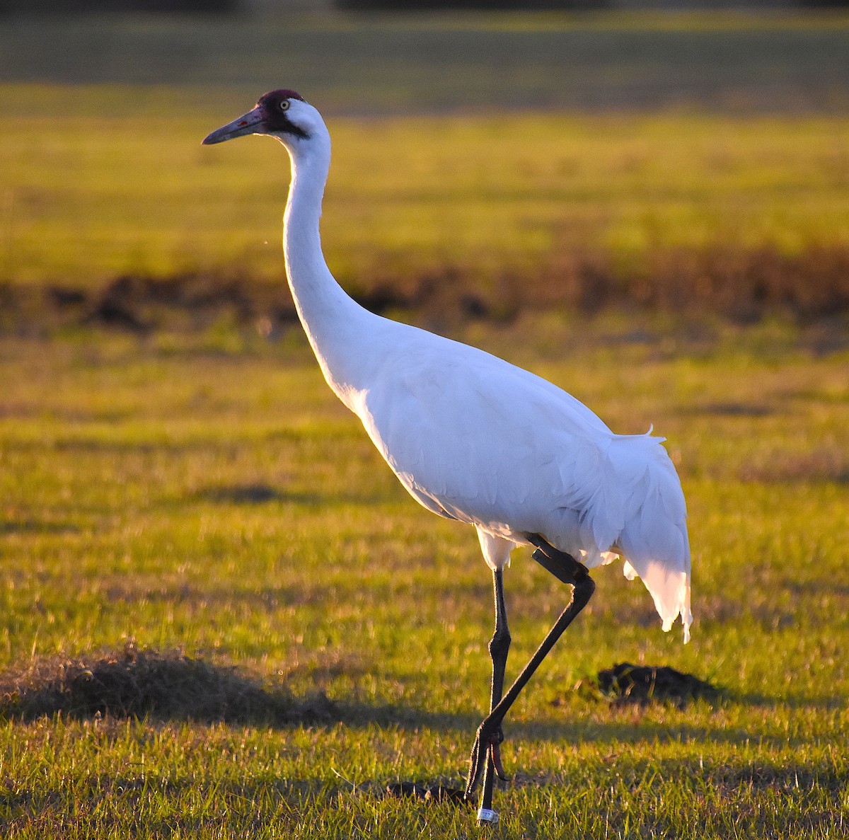 Whooping Crane - Scott Kinsey