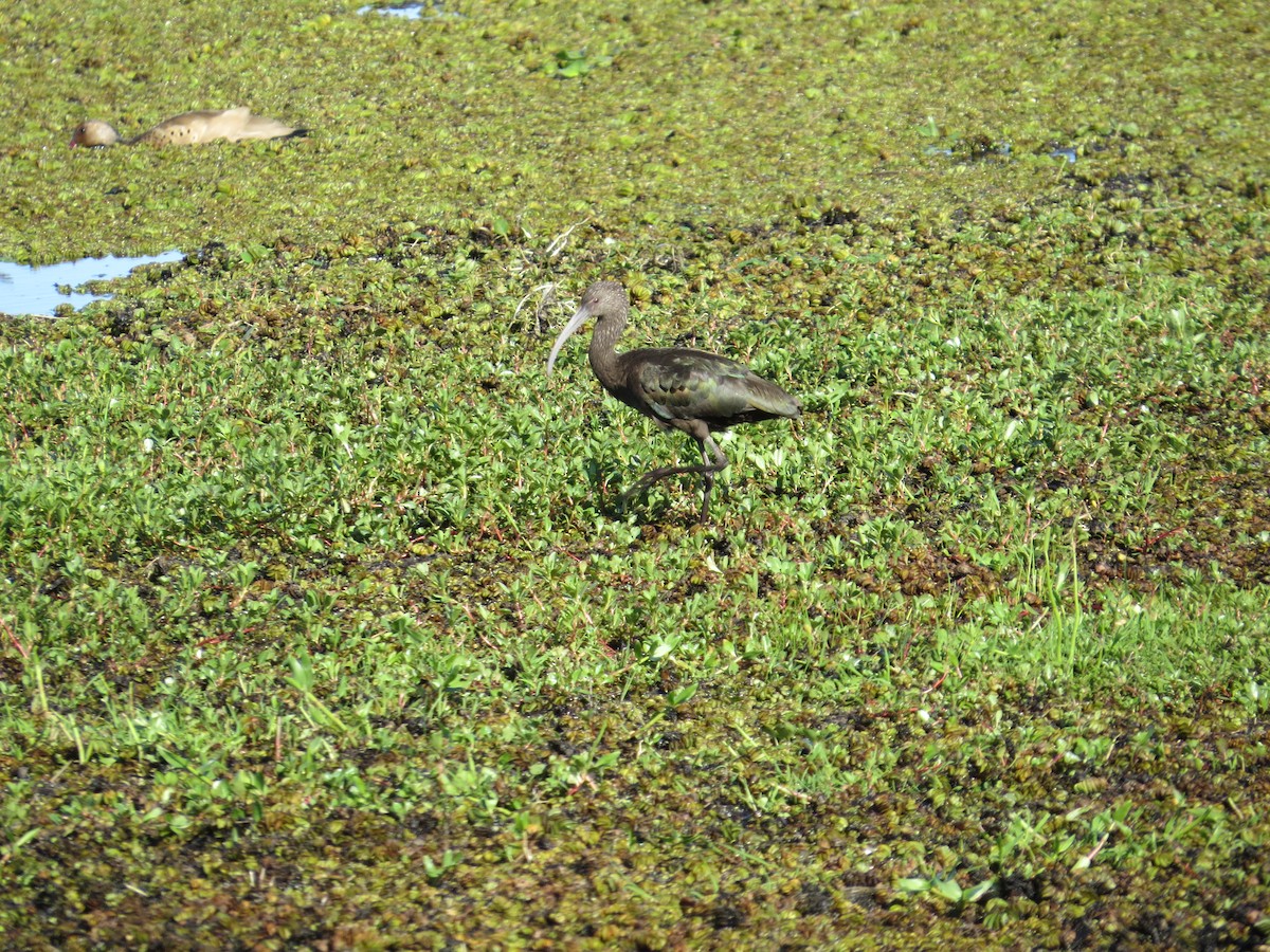 White-faced Ibis - ML40126161