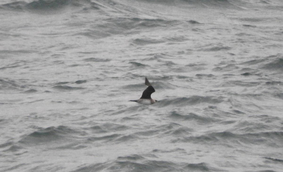 Parasitic Jaeger - ML40126181