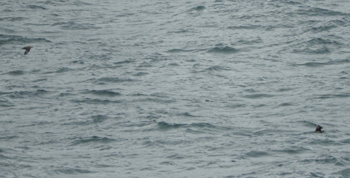 Parasitic Jaeger - ML40126201