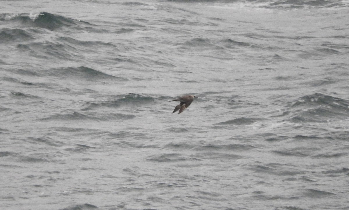 Parasitic Jaeger - ML40126221
