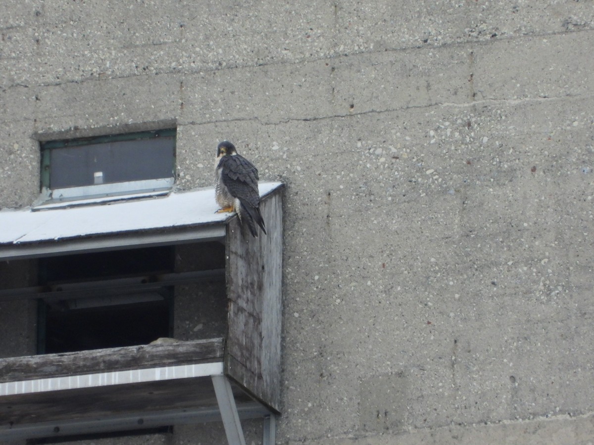 sokol stěhovavý - ML401263621