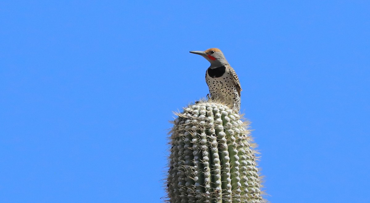 saguarospett - ML401263911