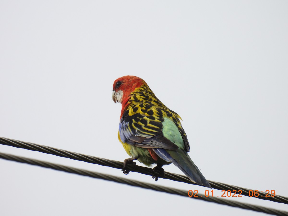 Eastern Rosella - ML401264061