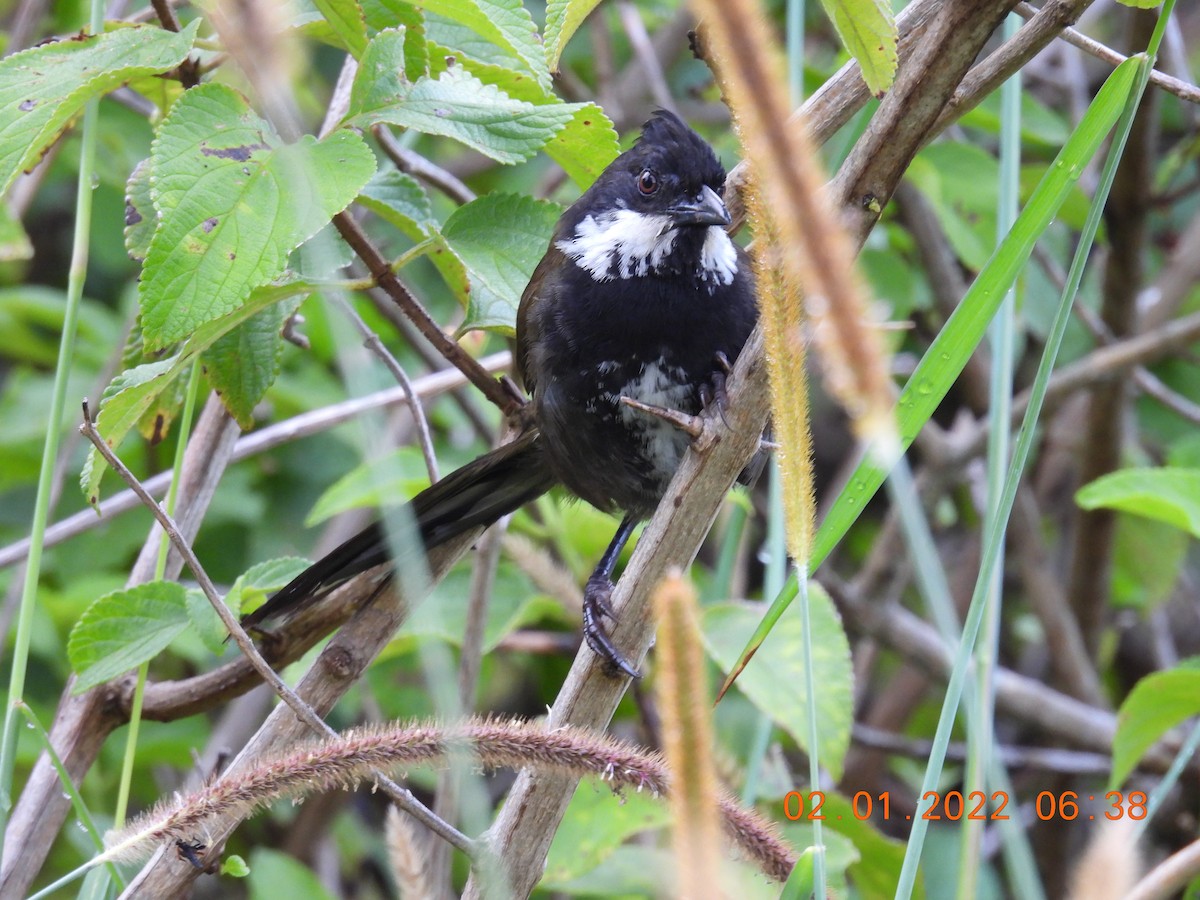 Eastern Whipbird - ML401264511