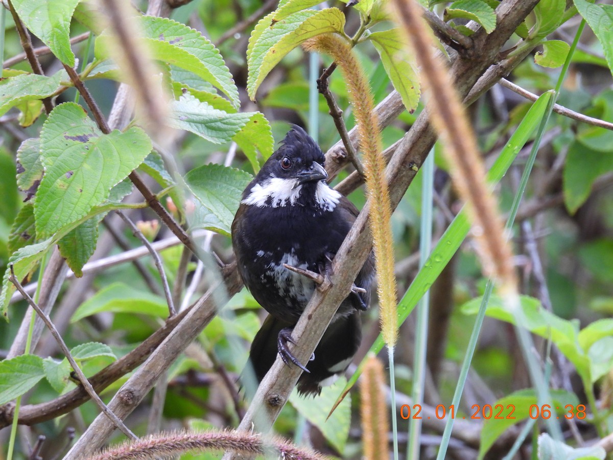 Eastern Whipbird - ML401264561