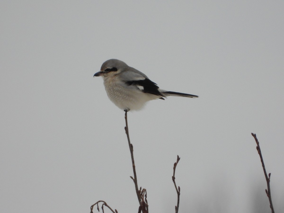 ťuhýk severní - ML401265251