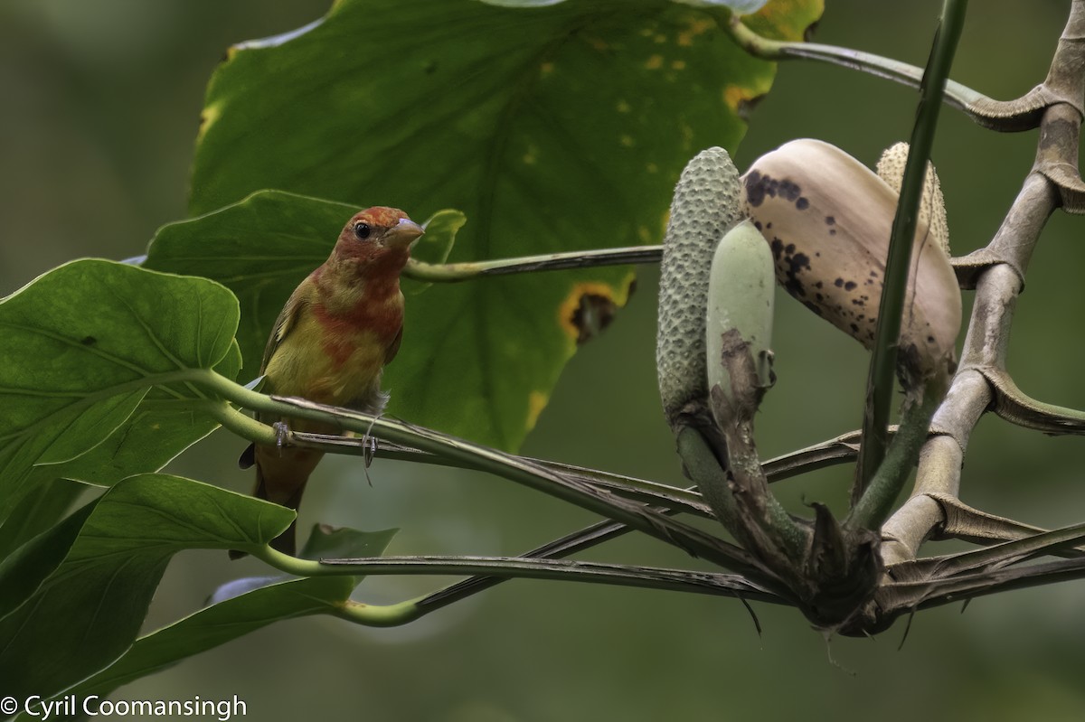 Summer Tanager - ML401266531