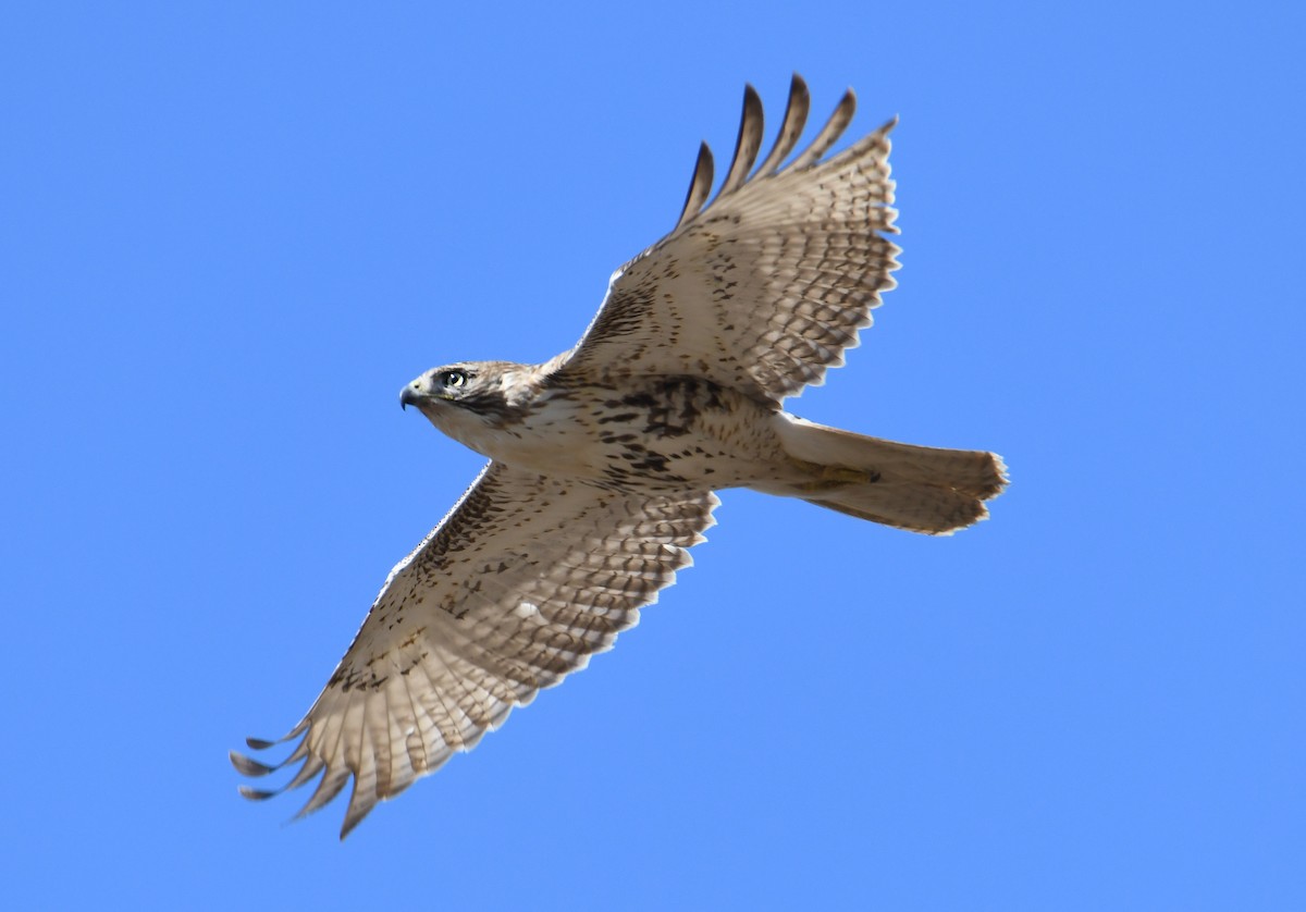 Red-tailed Hawk - ML401267581
