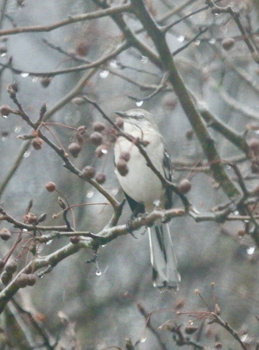 Northern Mockingbird - ML401268371